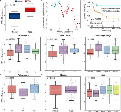 Oncogenic KPNA2 Serves as a Biomarker and Immune Infiltration in Patients With HPV Positive Tongue Squamous Cell Carcinoma